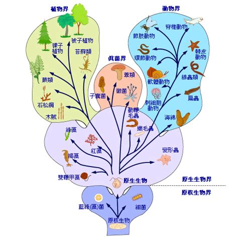 界門綱目科屬種口訣|分類階元